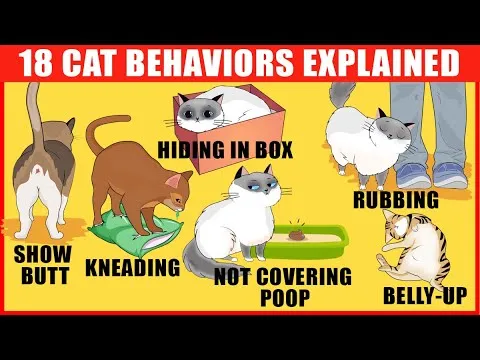 18-strangest-cat-behaviors-explained-3151