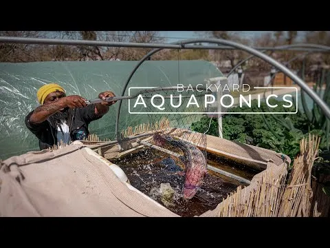 backyard-aquaponics-farming-fresh-fish-and-vegetables-paragraphic-7320