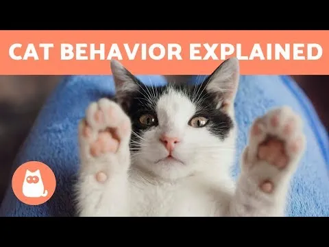 cat-behavior-explained-kittens-and-adult-cats-3153