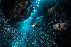 exploring-our-ocean-online-course-futurelearn-6428