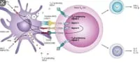 fundamentals-of-immunology-t-cells-and-signaling-2188