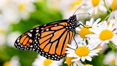 gardening-know-how-attracting-birds-and-butterflies-7680