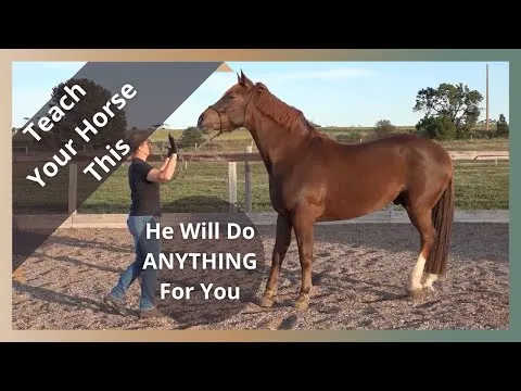 groundwork-for-horses-the-first-thing-i-teach-8758