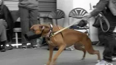 growl-class-a-workshop-demo-for-reactive-dogs-5645