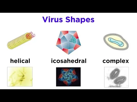 introduction-to-virology-and-viral-classification-17710