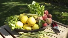 vegetable-gardening-how-to-grow-healthy-fresh-food-at-home-7676