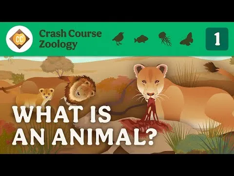 what-is-an-animal-crash-course-zoology-1-18566